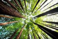 Međunarodni dan šuma 2023